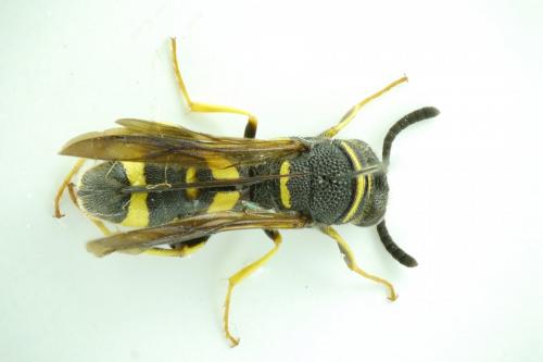 Leucospis dorsigera